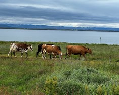 Losun gróðurhúsalofttegunda frá landbúnaði jókst