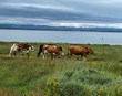 Losun gróðurhúsalofttegunda frá landbúnaði jókst