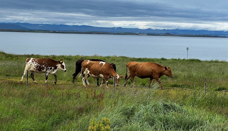 Losun gróðurhúsalofttegunda frá landbúnaði jókst