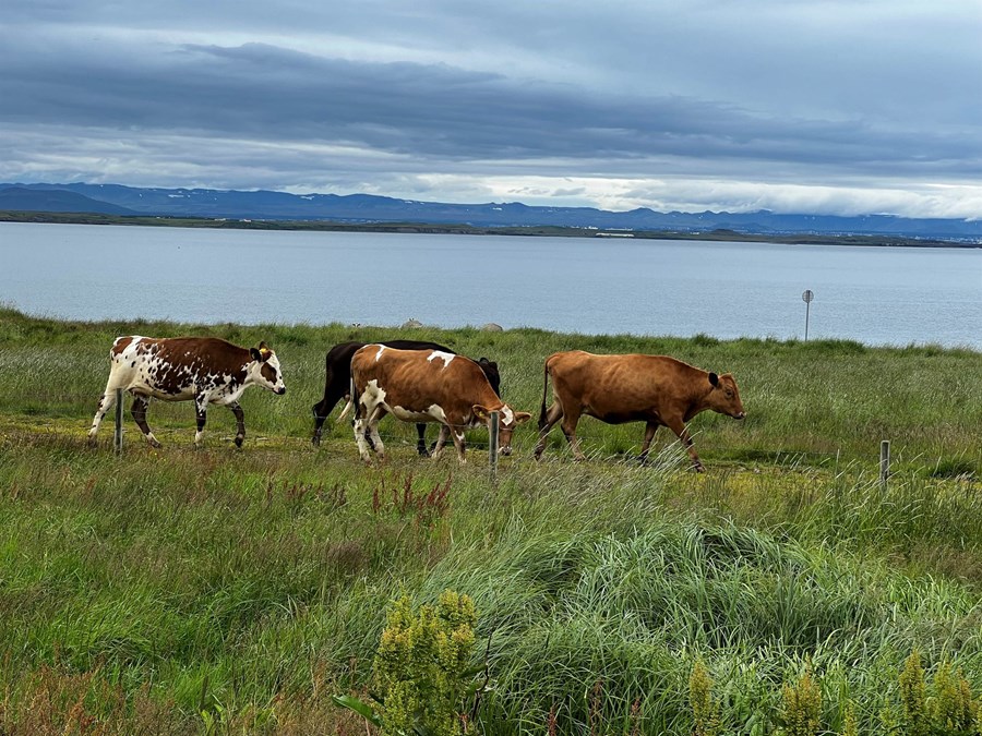 Samkvæmt losunarbókhaldi Hagstofunnar var um tveggja prósenta aukning í losun gróðurhúsalofttegunda frá landbúnaði á síðasta ári.