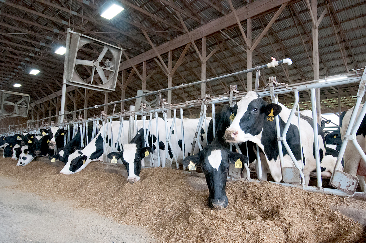 Fuglaflensuvírus í vöðva nautgrips