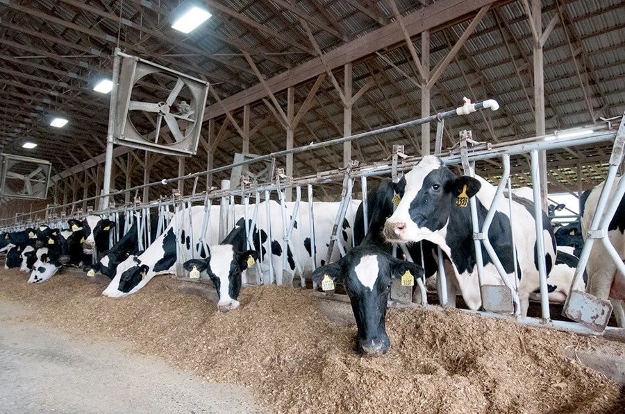 Áhyggjur eru af því að nautakjöt sýkt af fuglaflensu hafi sloppið fram hjá eftirlitskerfi stjórnvalda í Bandaríkjunum.