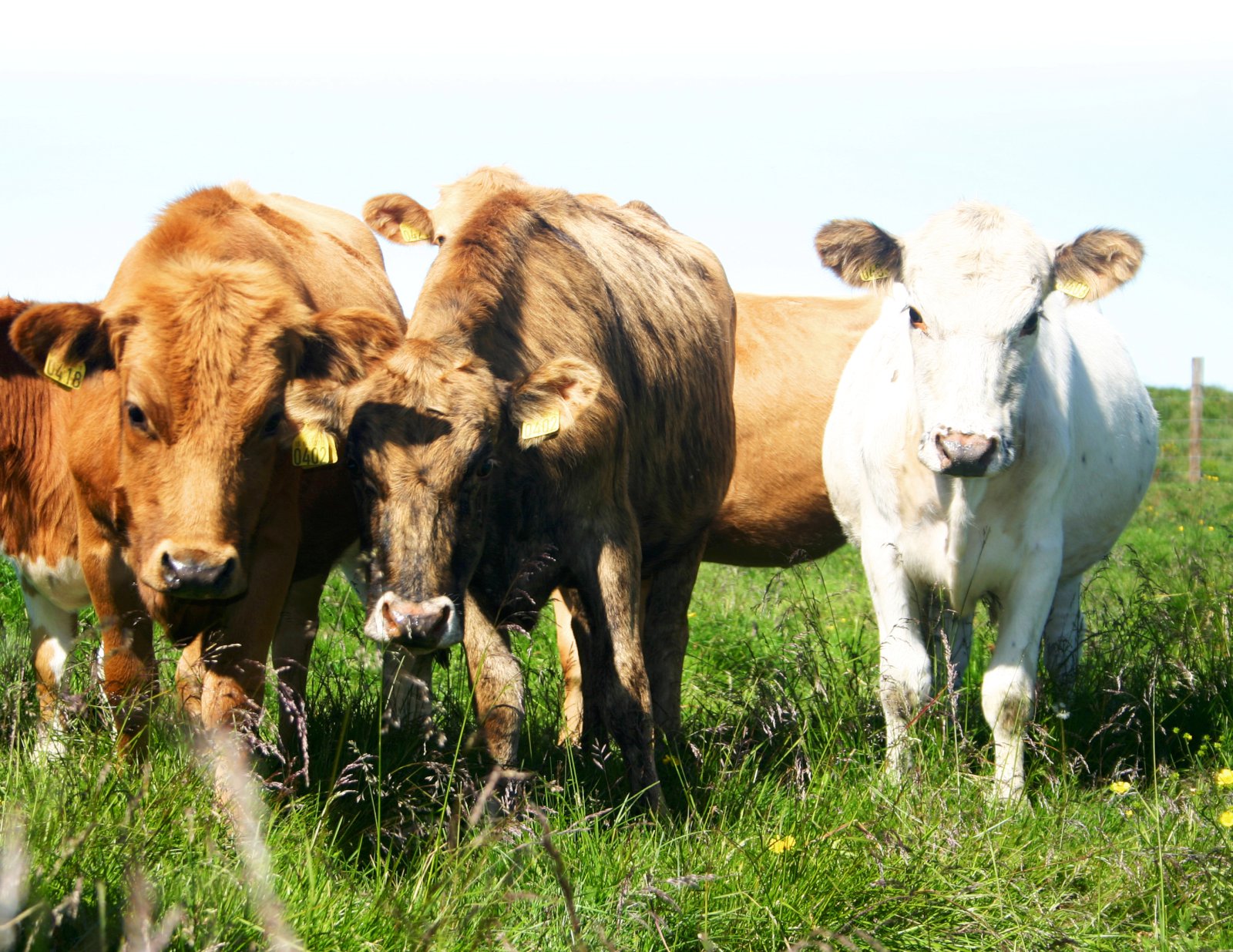 Ekki gera ekki neitt