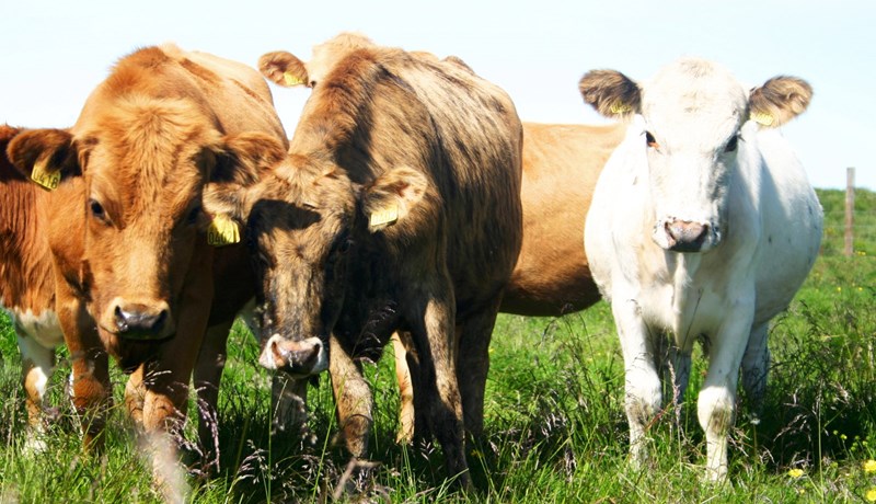 Ekki gera ekki neitt