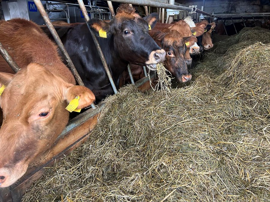 Markmið rannsóknarinnar var að meta holdafar íslenskra mjólkurkúa og áhrif þess á afurðir, frjósemi og heilsufar.