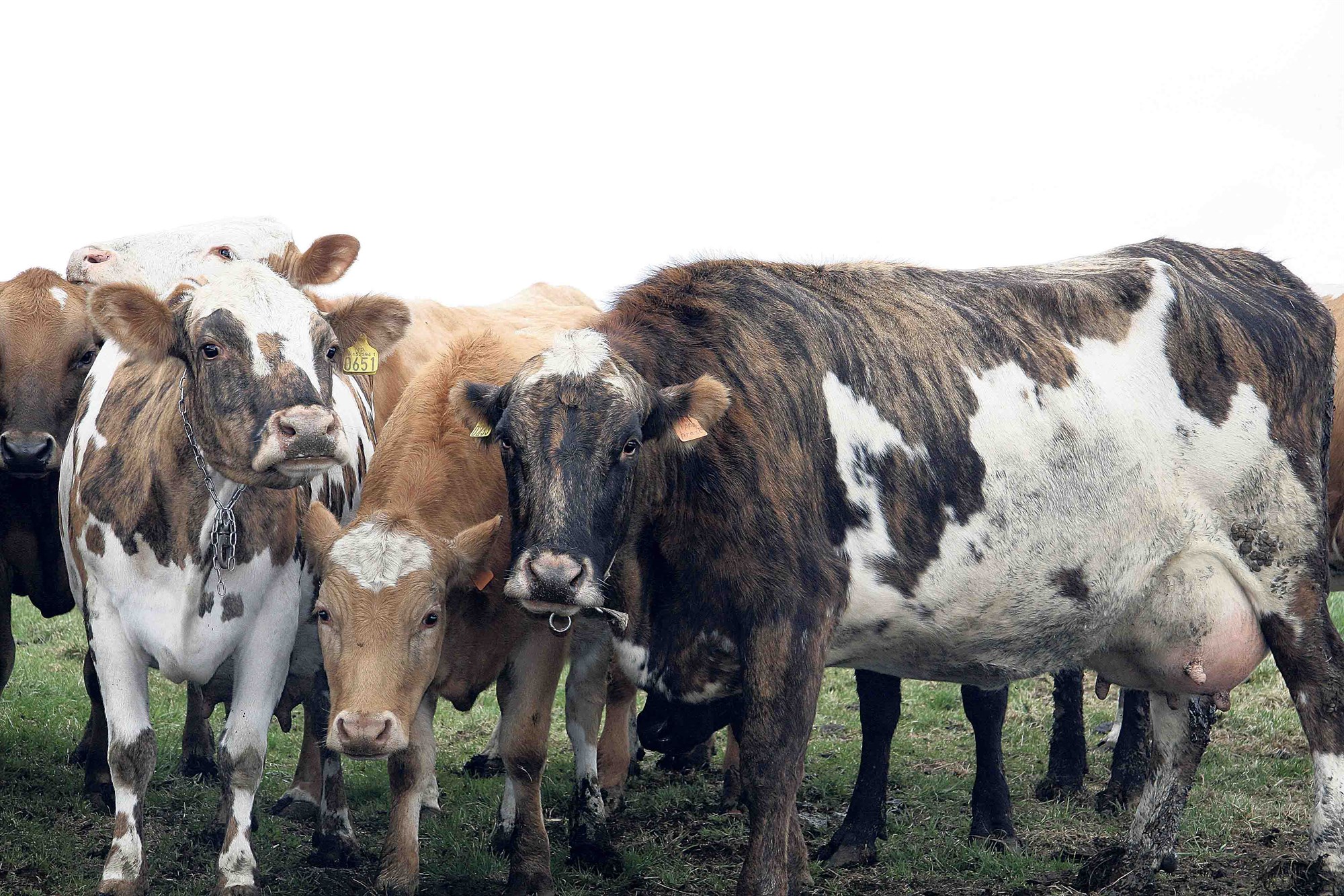 DNA-sýnataka vegna erfðamengisúrvals