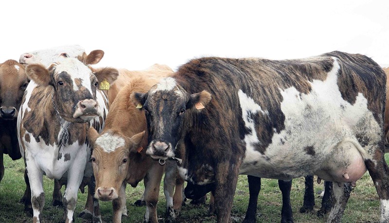 DNA-sýnataka vegna erfðamengisúrvals