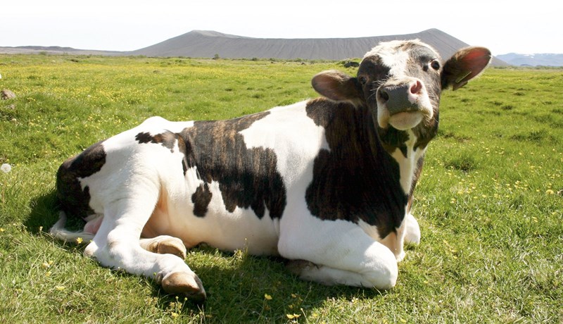 Lyfjanotkun við matvælaframleiðslu er ekki vandamál á Íslandi