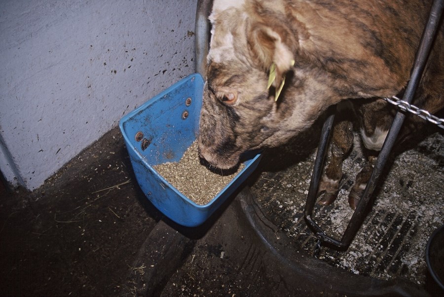 Fóðurfyrirtækin tilkynna verðlækkun um áramót