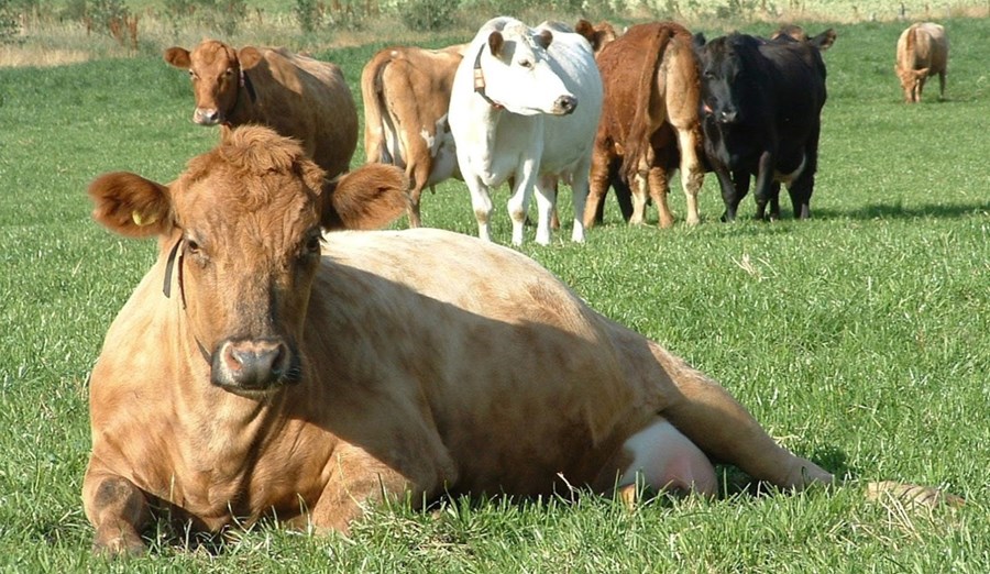 Það óhapp varð nýverið í Reykholtsdal að 16 kýr drápust úr gasmengun frá haughúsi. Tryggingar bæta skaðann að mestu. Myndin tengist efni fréttarinnar ekki beint.