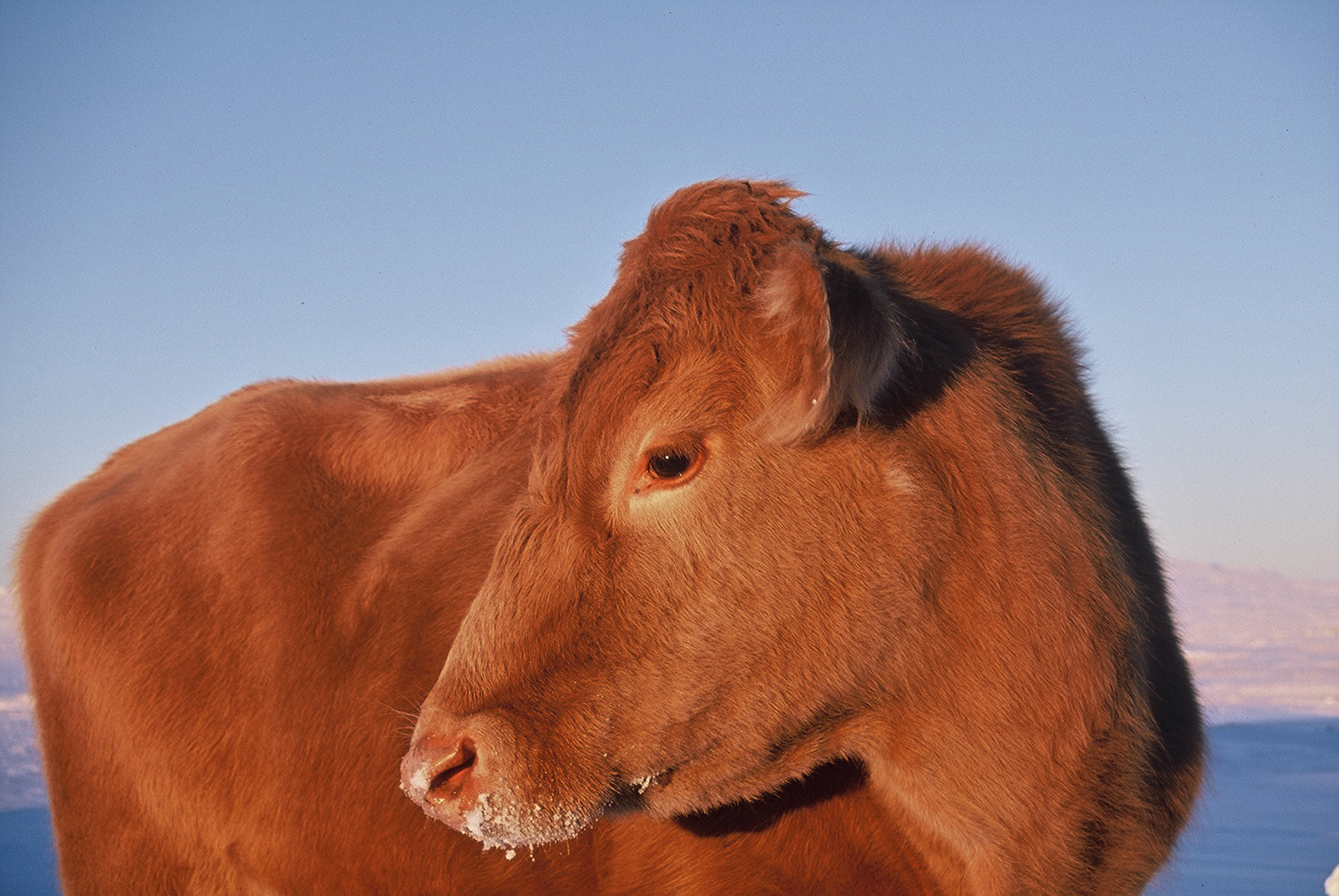 Ungneyti hröktust eftir þreifandi byl