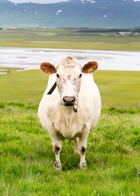 Fyllt á tankinn á Bændafundum