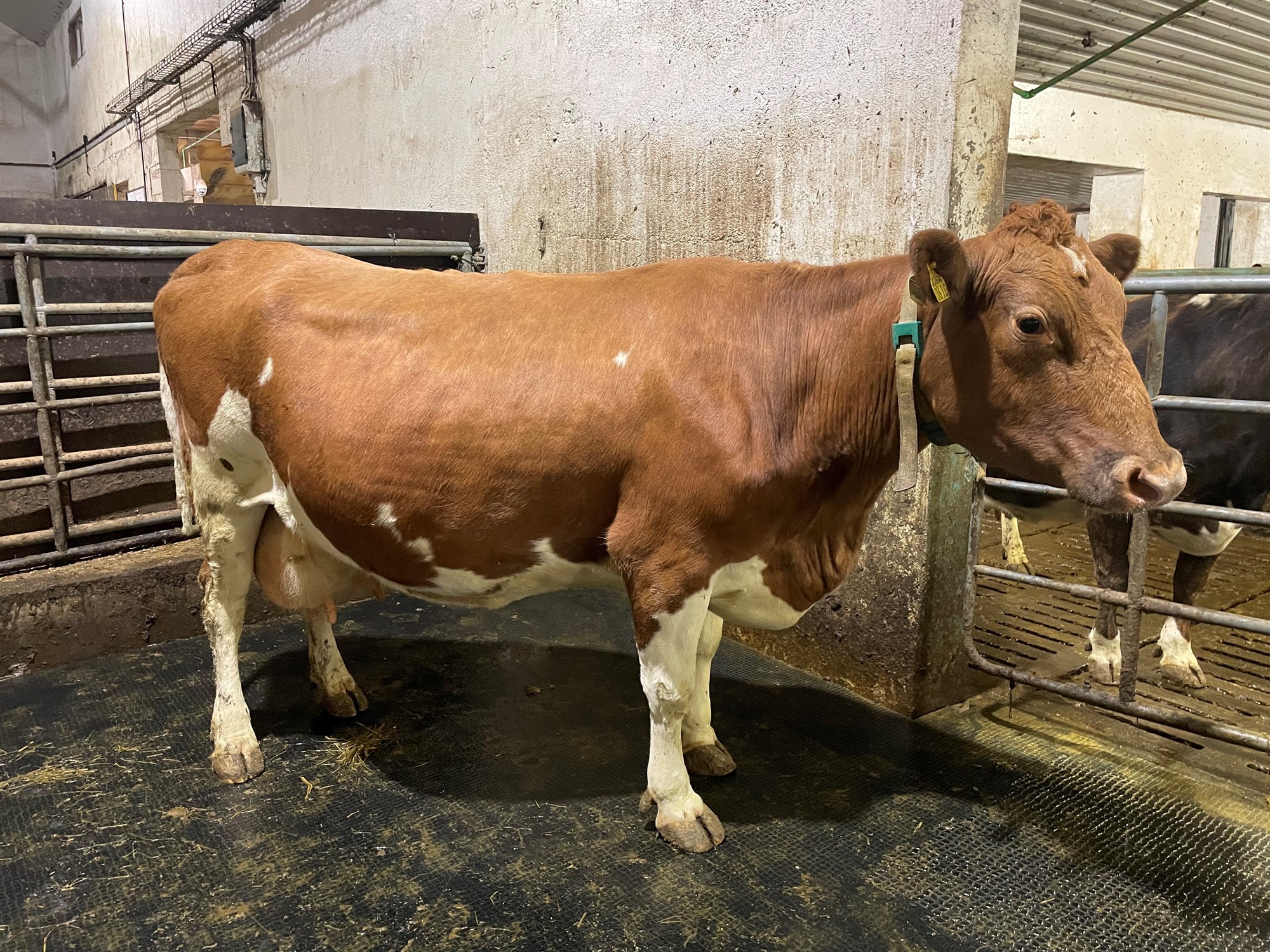 Skjóða slær Íslandsmet