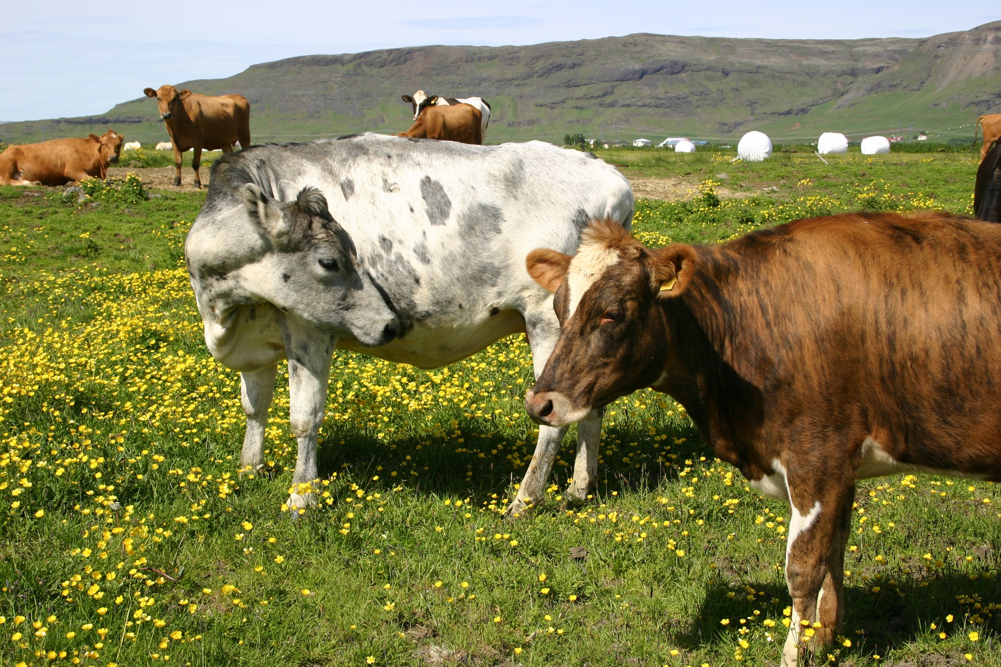 Gild tilboð um sölu á greiðslumarki mjólkur voru 13
