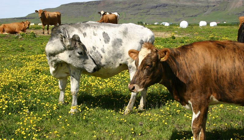 Gild tilboð um sölu á greiðslumarki mjólkur voru 13