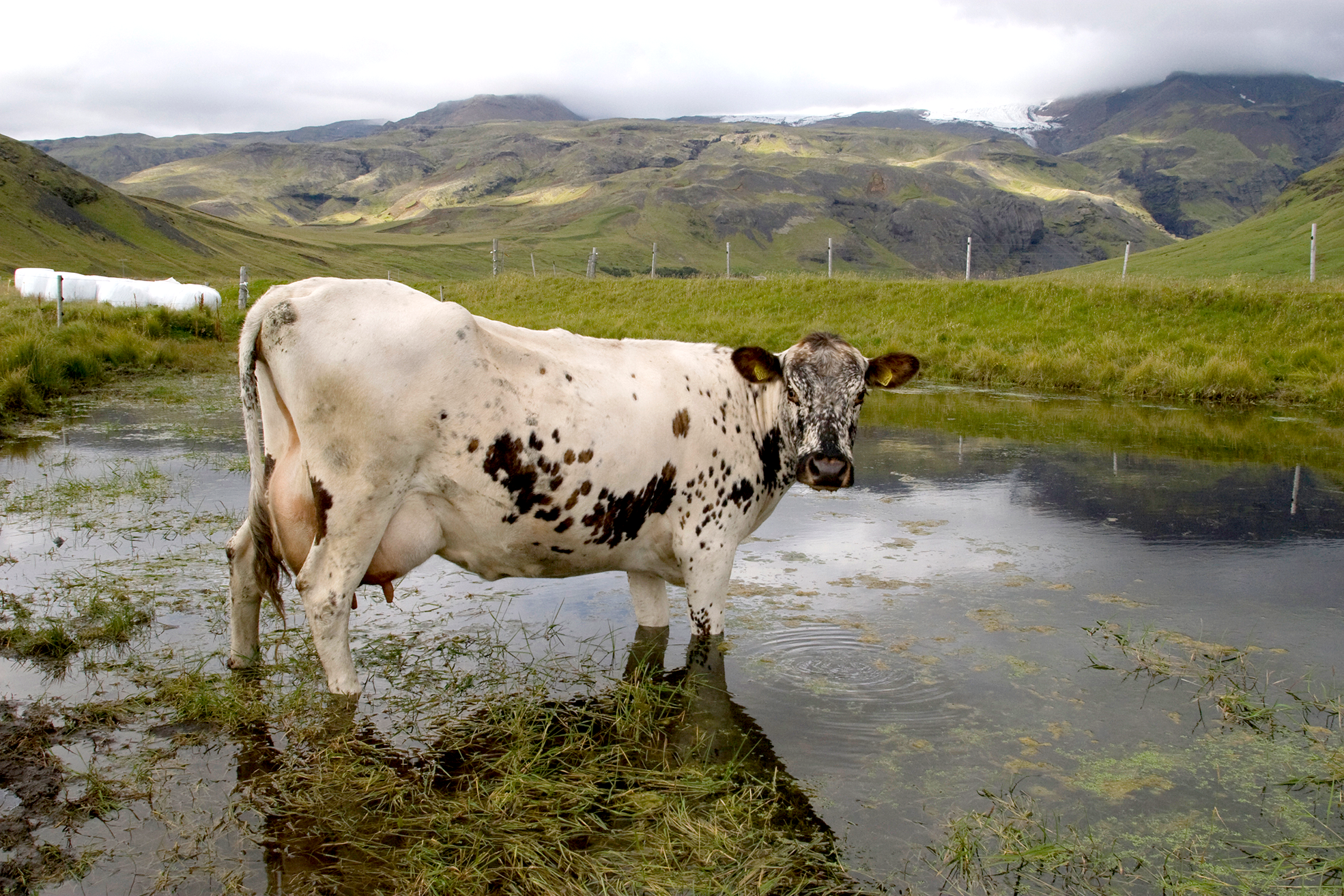 Kostir og gallar við erlent kúakyn