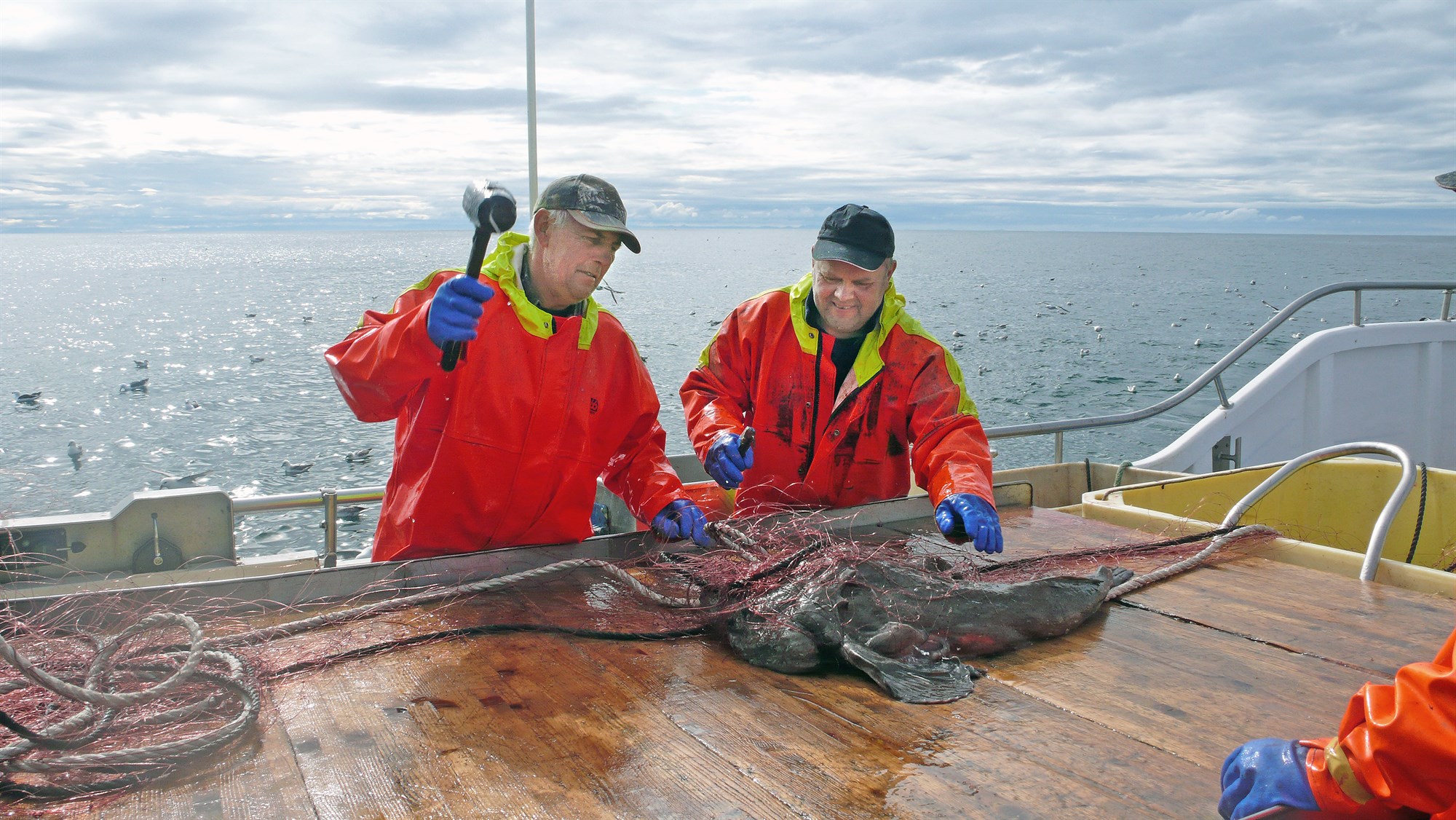 Ris og hnig skötuselsins