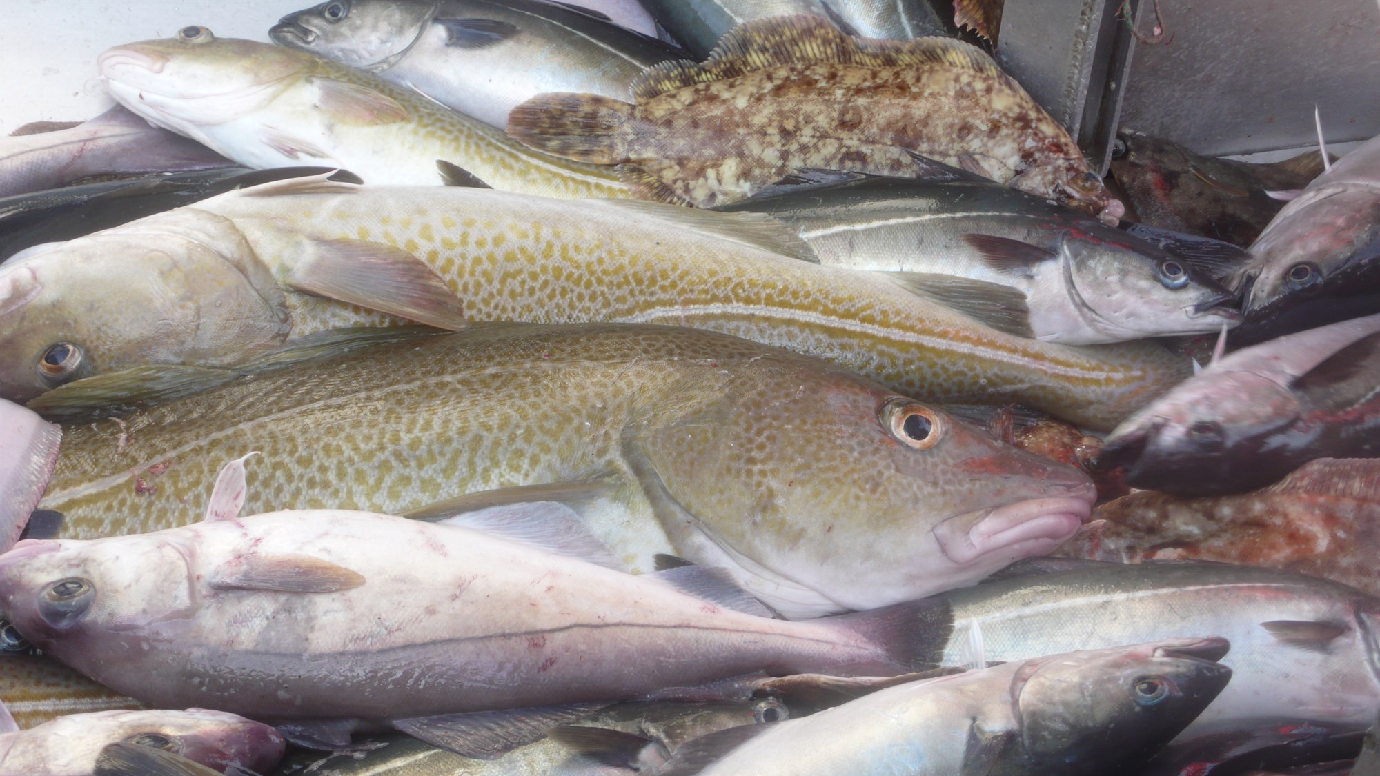 Auknar heimildir til strandveiða