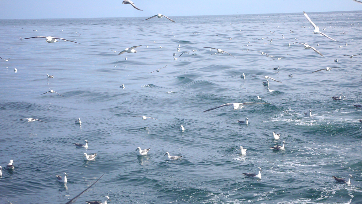 Plastagnir sýkja sjófugla