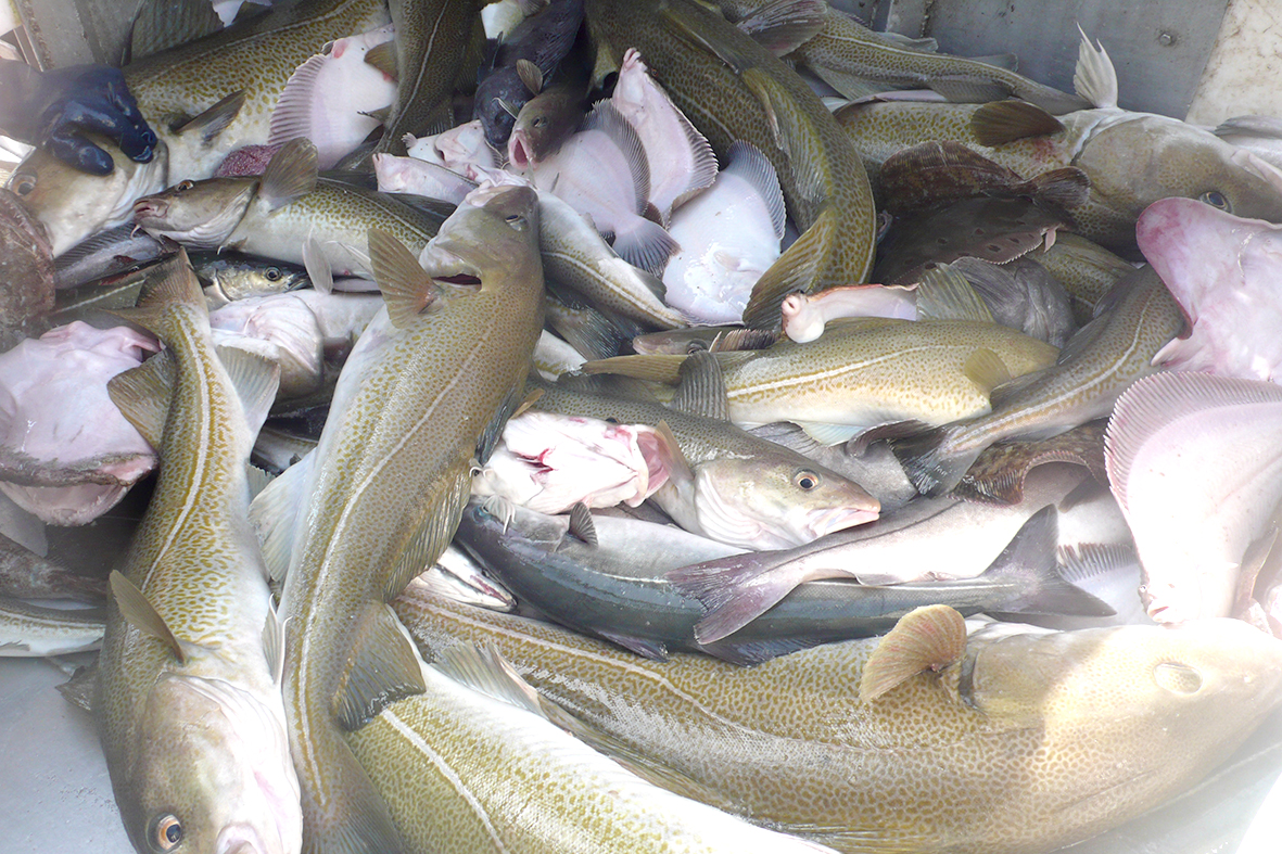 Afturför til ólympískra veiða