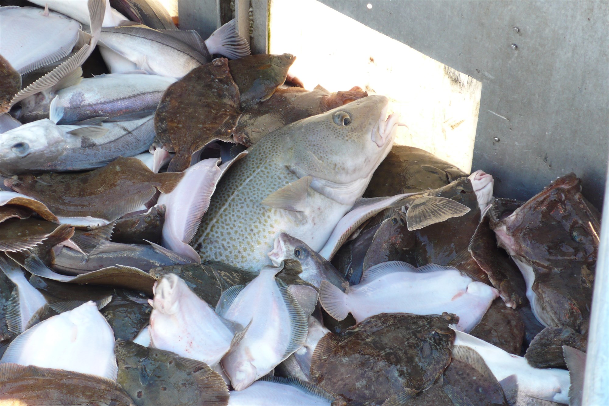 Áhrif hlýnunar á íslenska þorskstofninn