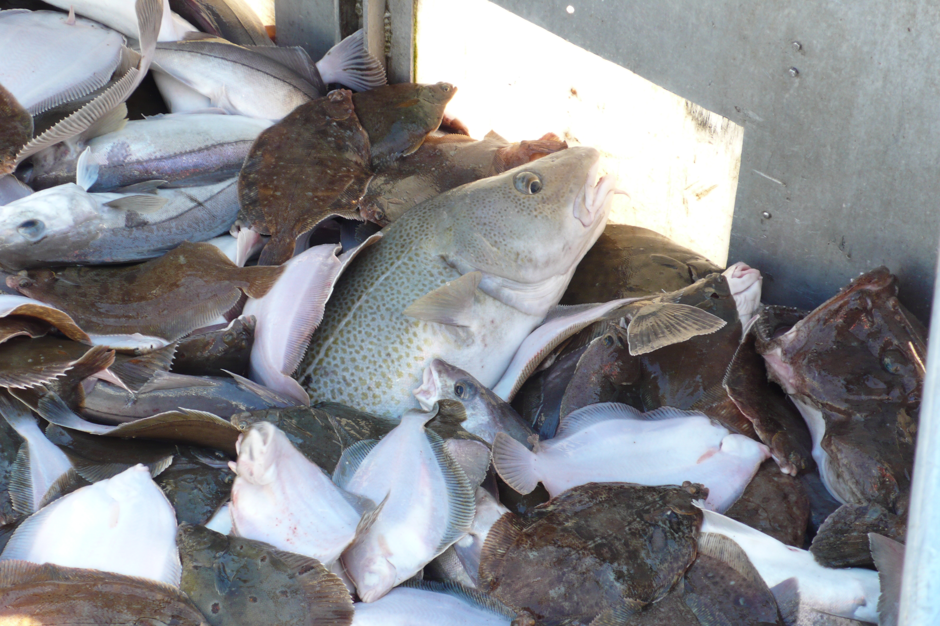 Ráðgjöf Hafró – er rétt mælt?