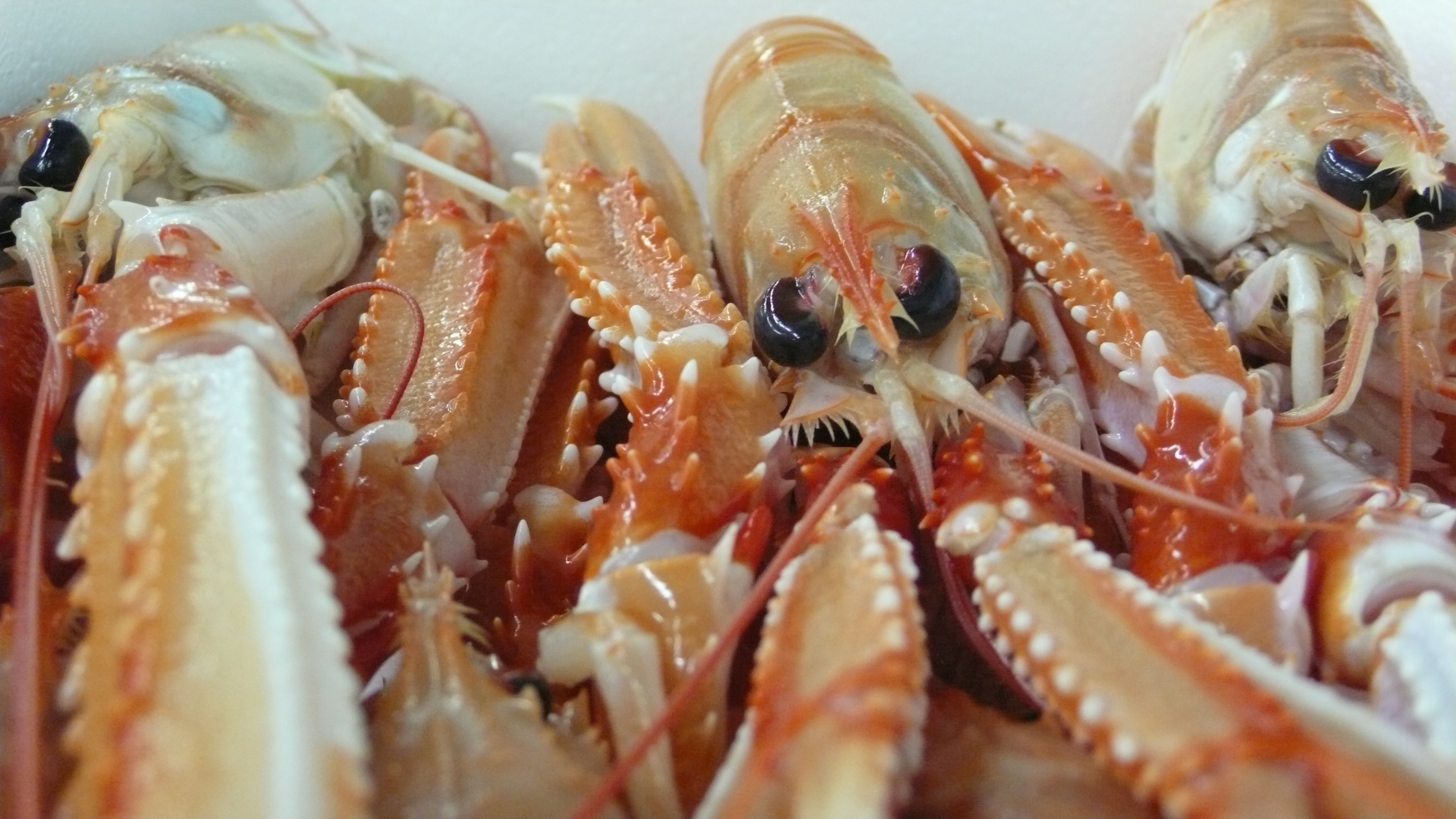 Humarholur myndaðar og taldar