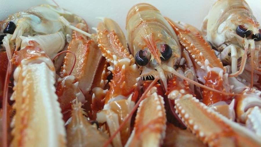 Alls var myndað á 85 stöðvum á humarbleyðum, allt frá Jökuldýpi í vestri til Lónsdýpis í austri. Mynd / VH