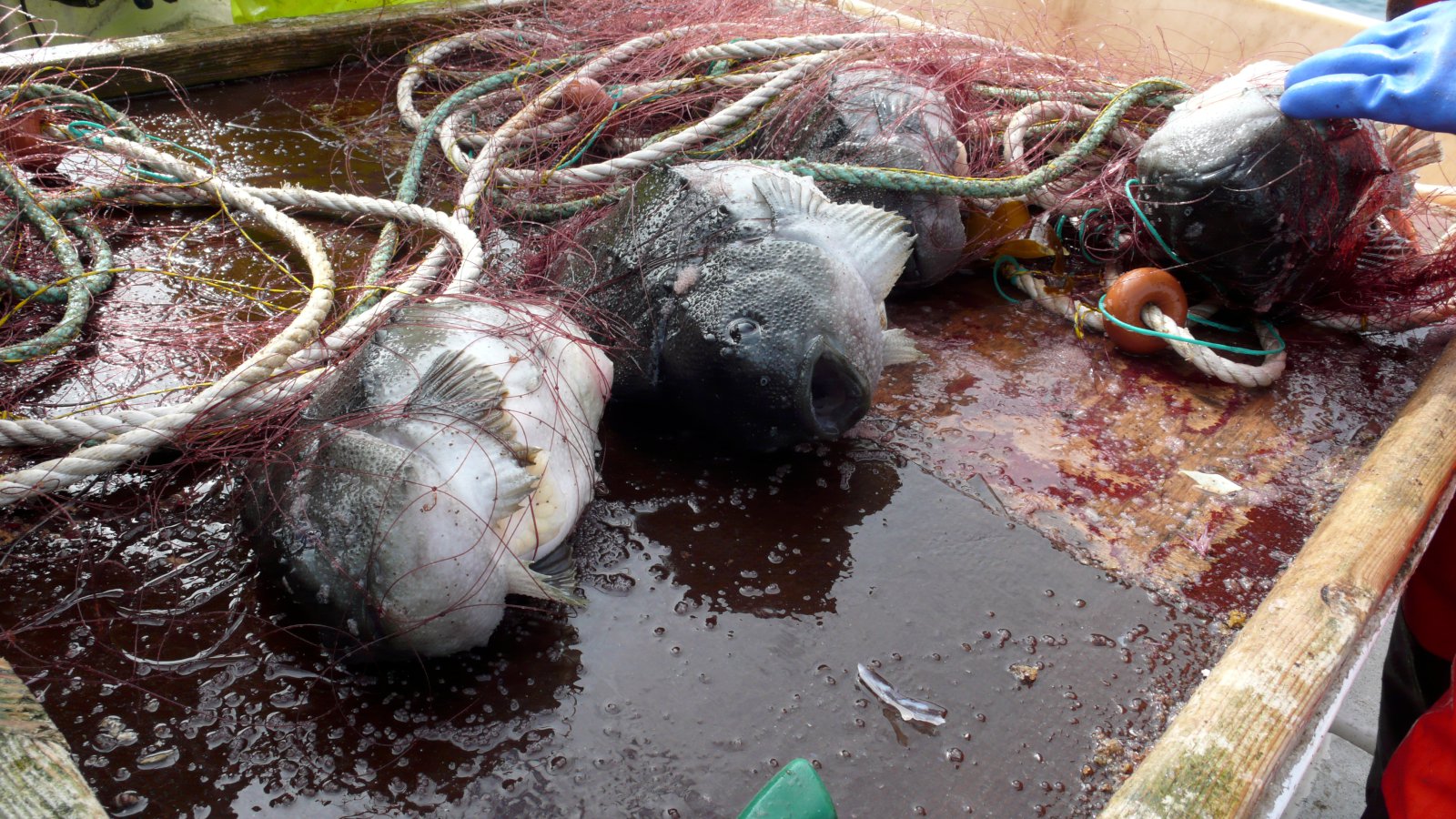 16% minni afli en á síðasta ári en verð hærra