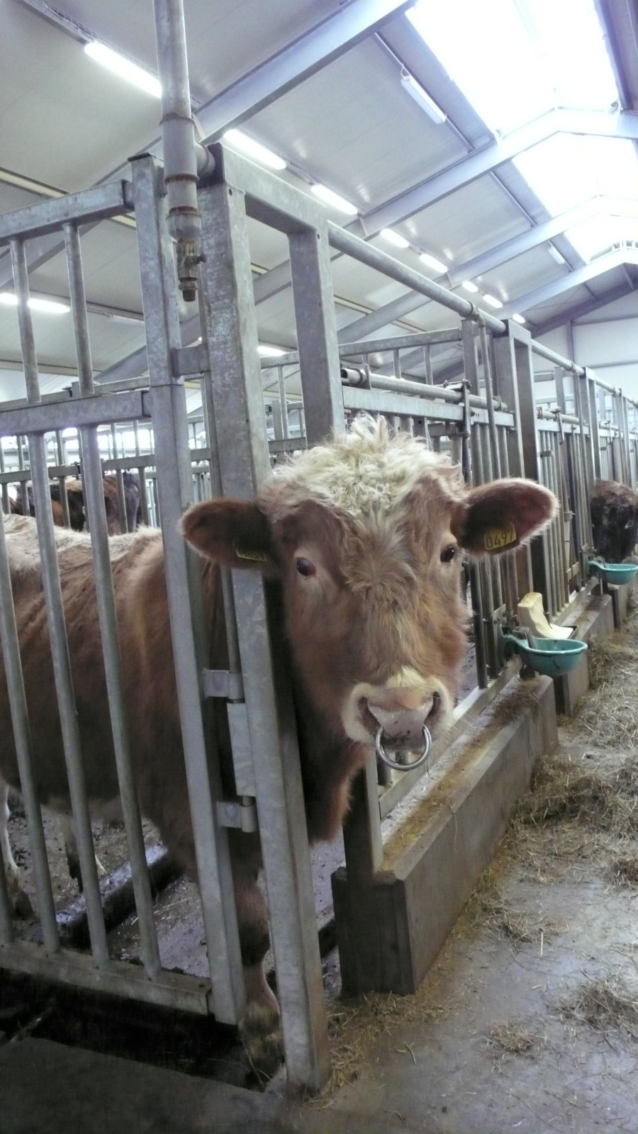 Niðurstöður afkvæmadóms nauta fæddra 2008