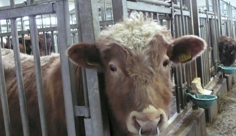 Niðurstöður afkvæmadóms nauta fæddra 2008