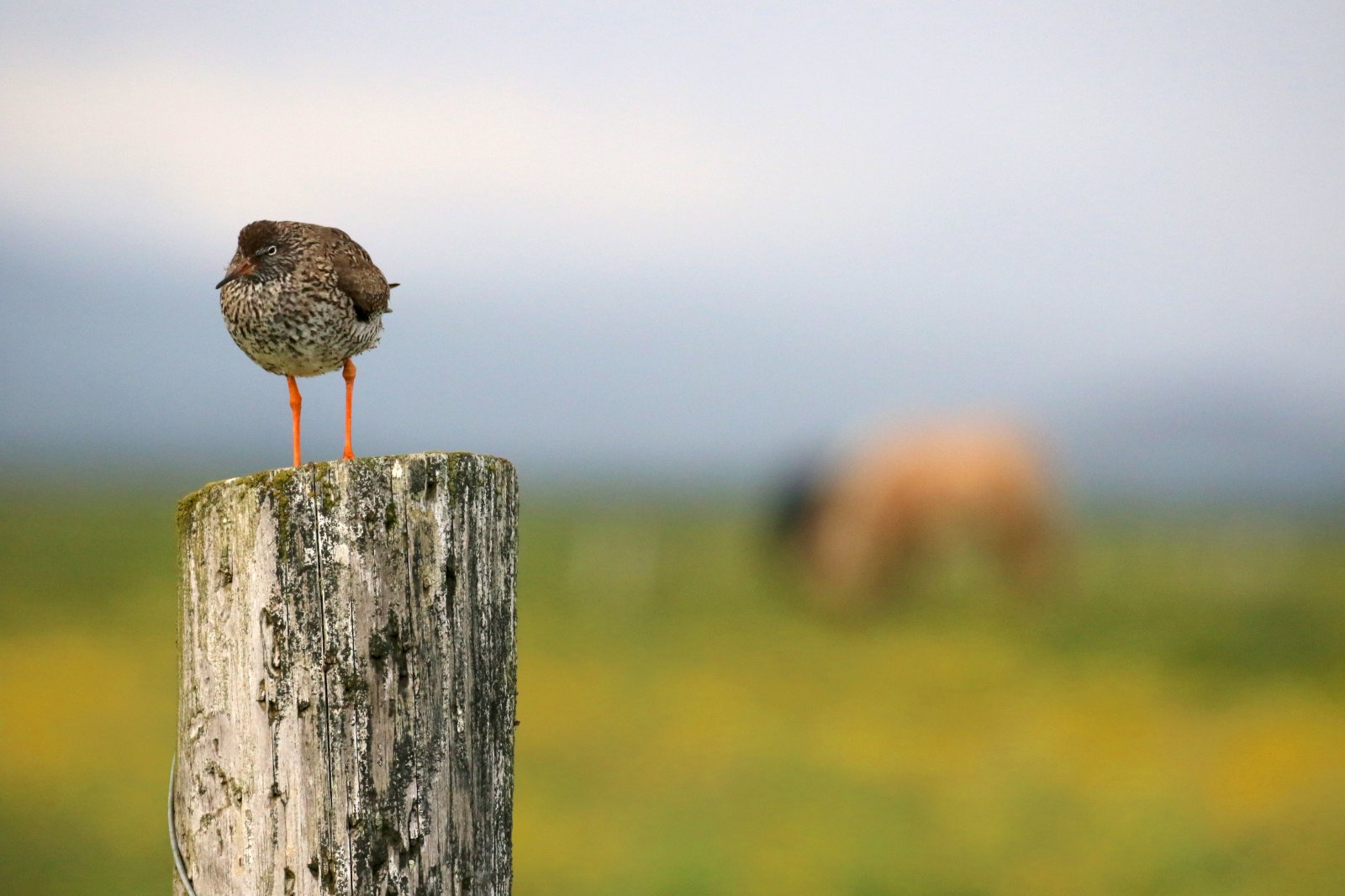 Bændur viljugir að taka tillit til fuglalífs við landnýtingu