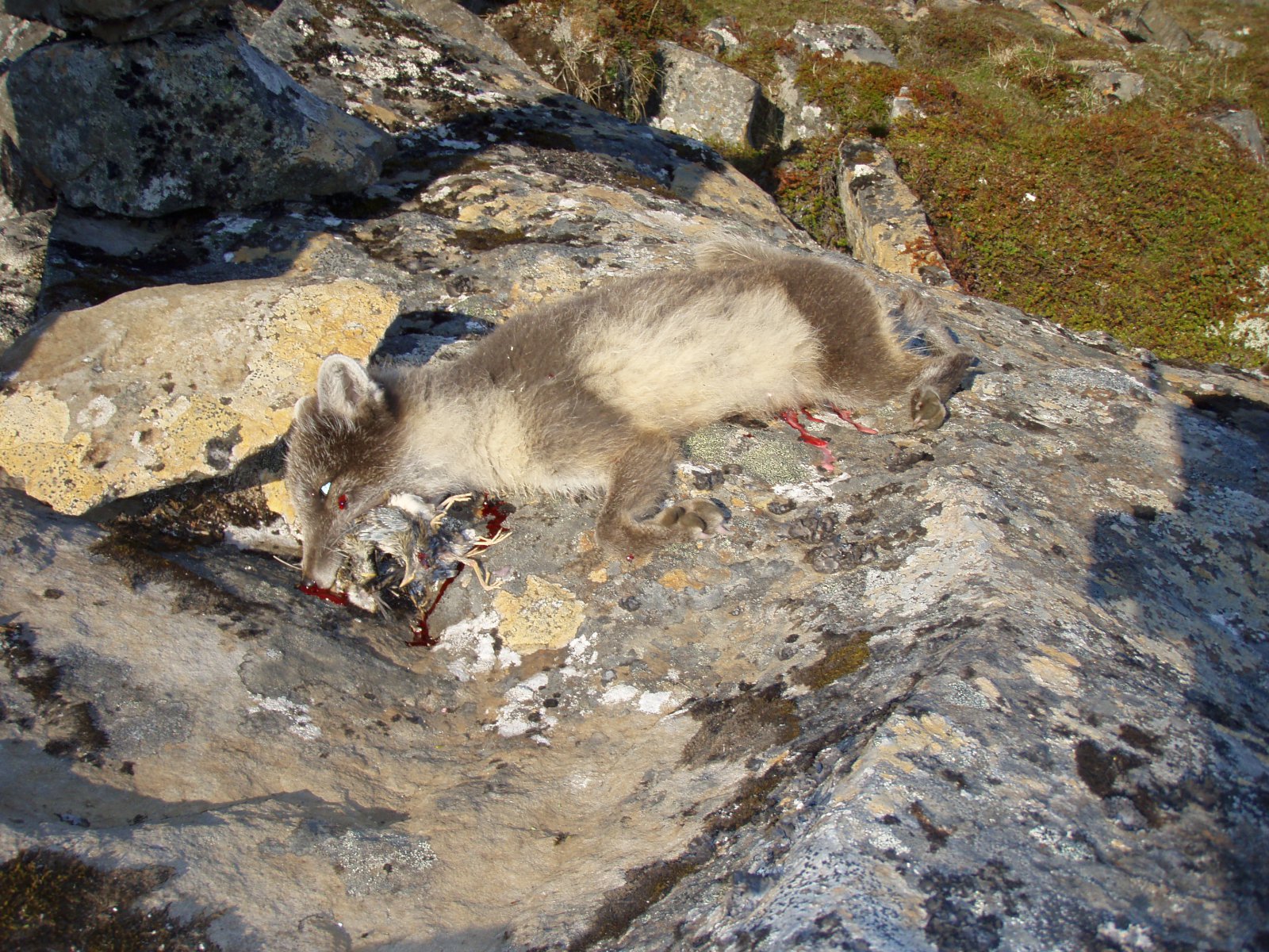 Engar áreiðanlegar tölur fyrirliggjandi um fjölda refa á landinu í dag