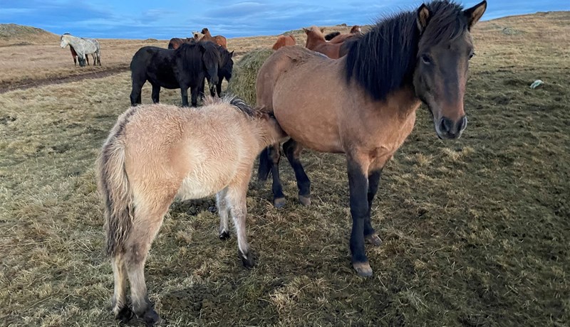 Forstjóri fagnar samtalinu við ráðuneytið um frekari valdheimildir til að tryggja velferð dýra