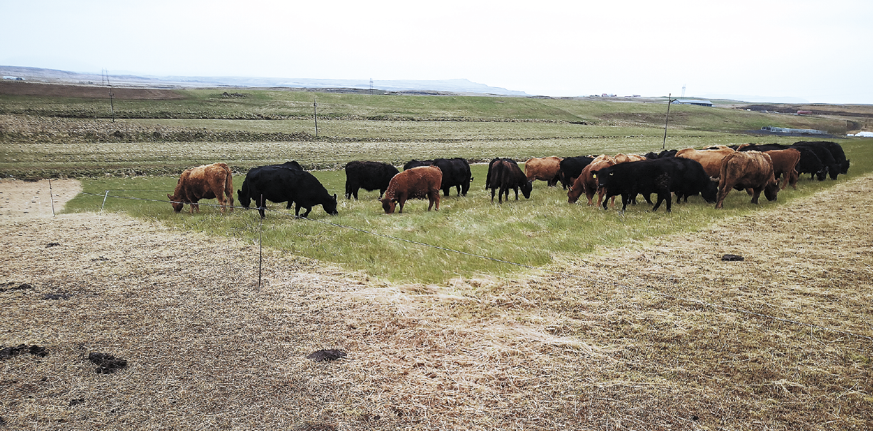 Bændur í Lækjartúni í Ásahreppi bæta afkomu verulega með beitarstýringu innan girðinga