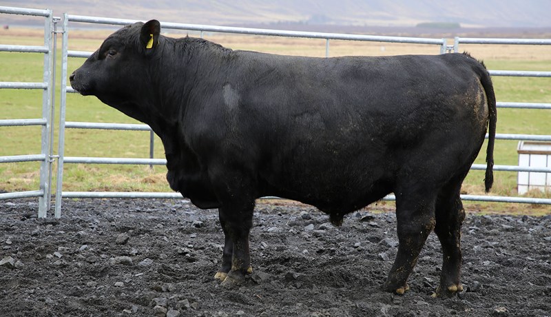 Angus-holdanaut frá NautÍs fædd 2022