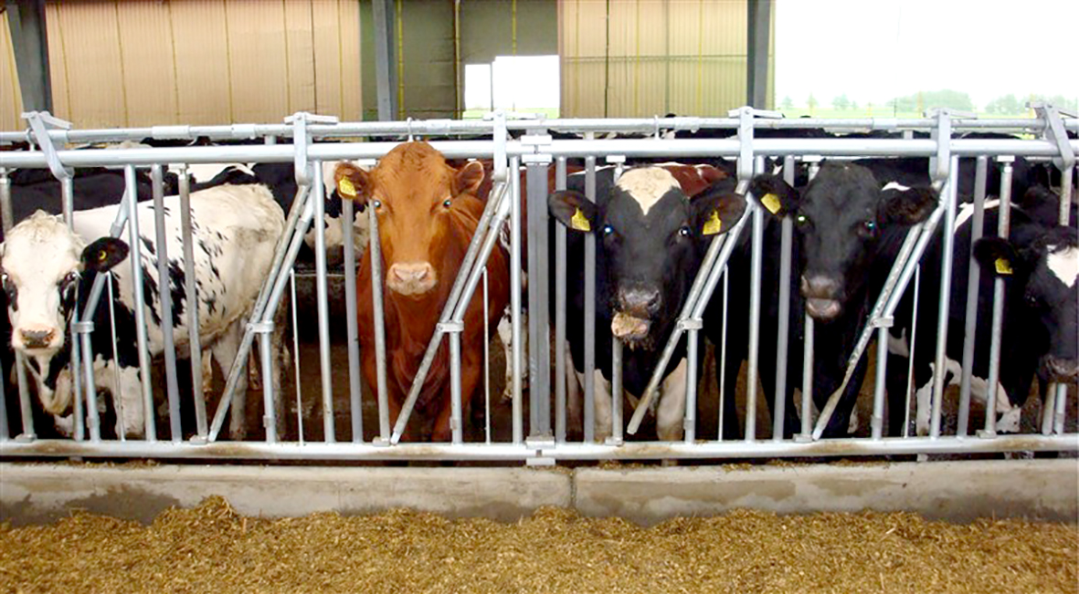 Fjós geta verið hættulegir vinnustaðir