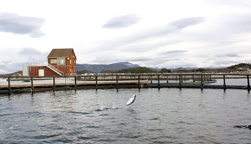 Enn eitt metárið í Noregi