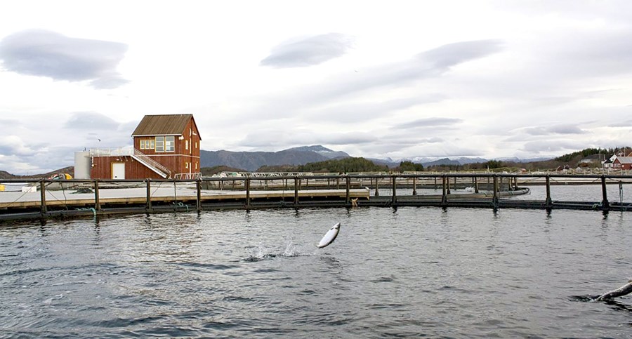 Norðmenn fluttu út 1 milljón tonna af eldisfiski fyrir 67,7 milljarða norskra króna á árinu 2017, eða sem samsvarar rúmum 870 milljörðum íslenskum.
