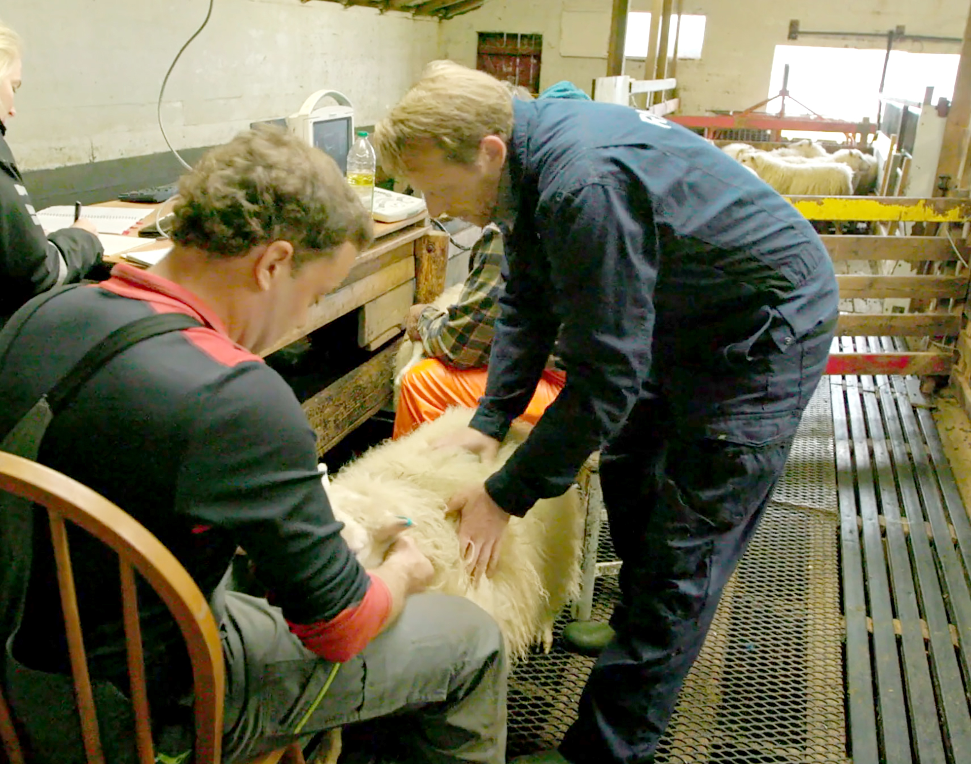 Heimildamynd í vinnslu um riðuveiki í sauðfé