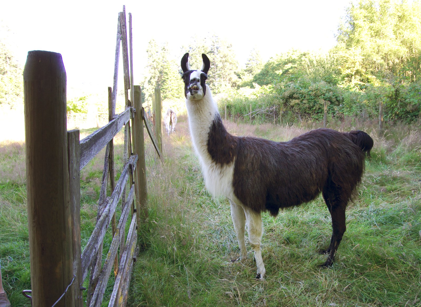Lamadýr – svöl til augnanna og harðgerð
