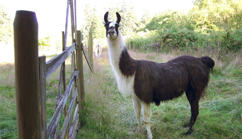 Lamadýr – svöl til augnanna og harðgerð