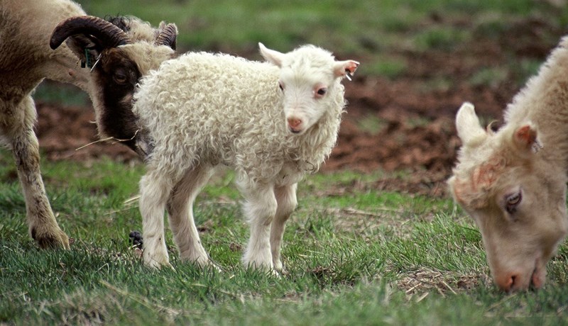 Til framtíðar litið