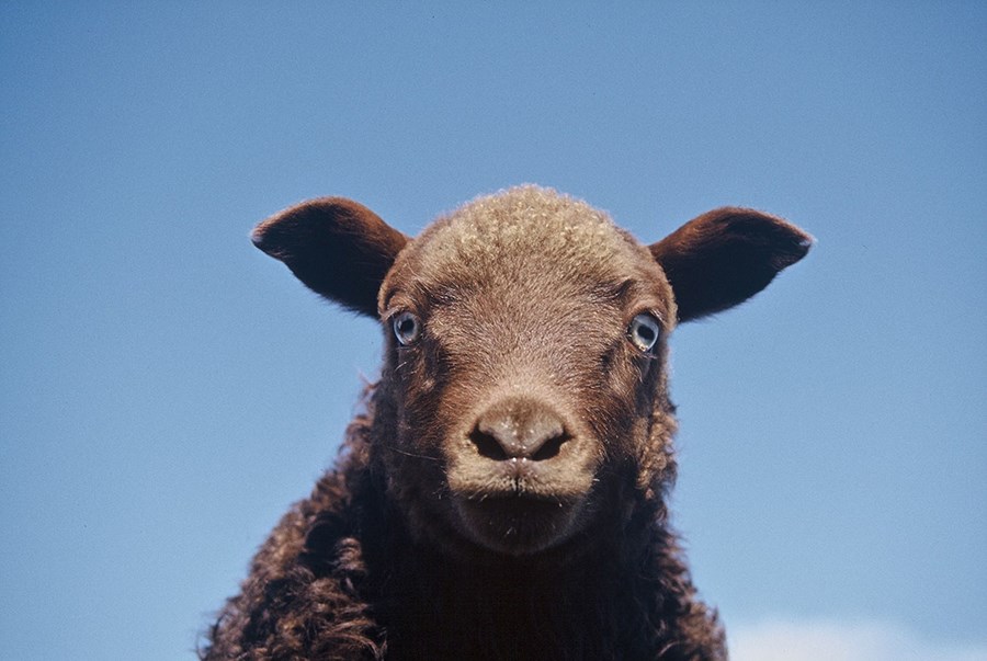 Kaup og sala líflamba