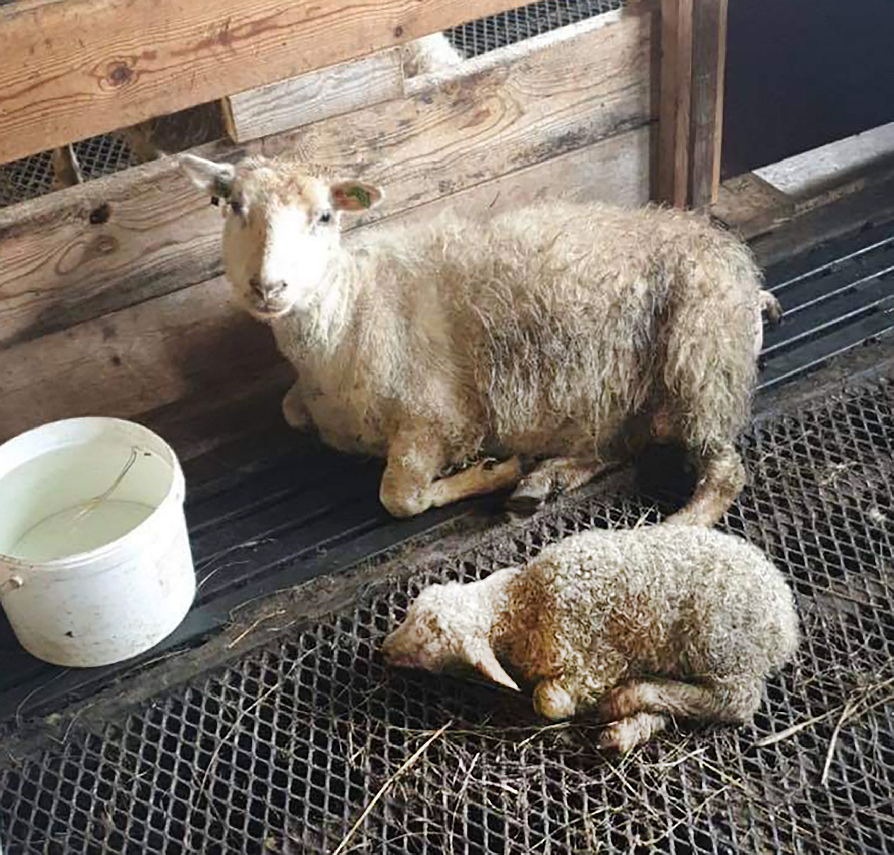 Níu kílóa lambhrútur fæddist á bænum Bjarnastöðum