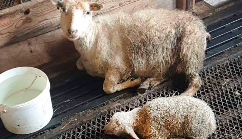 Níu kílóa lambhrútur fæddist á bænum Bjarnastöðum