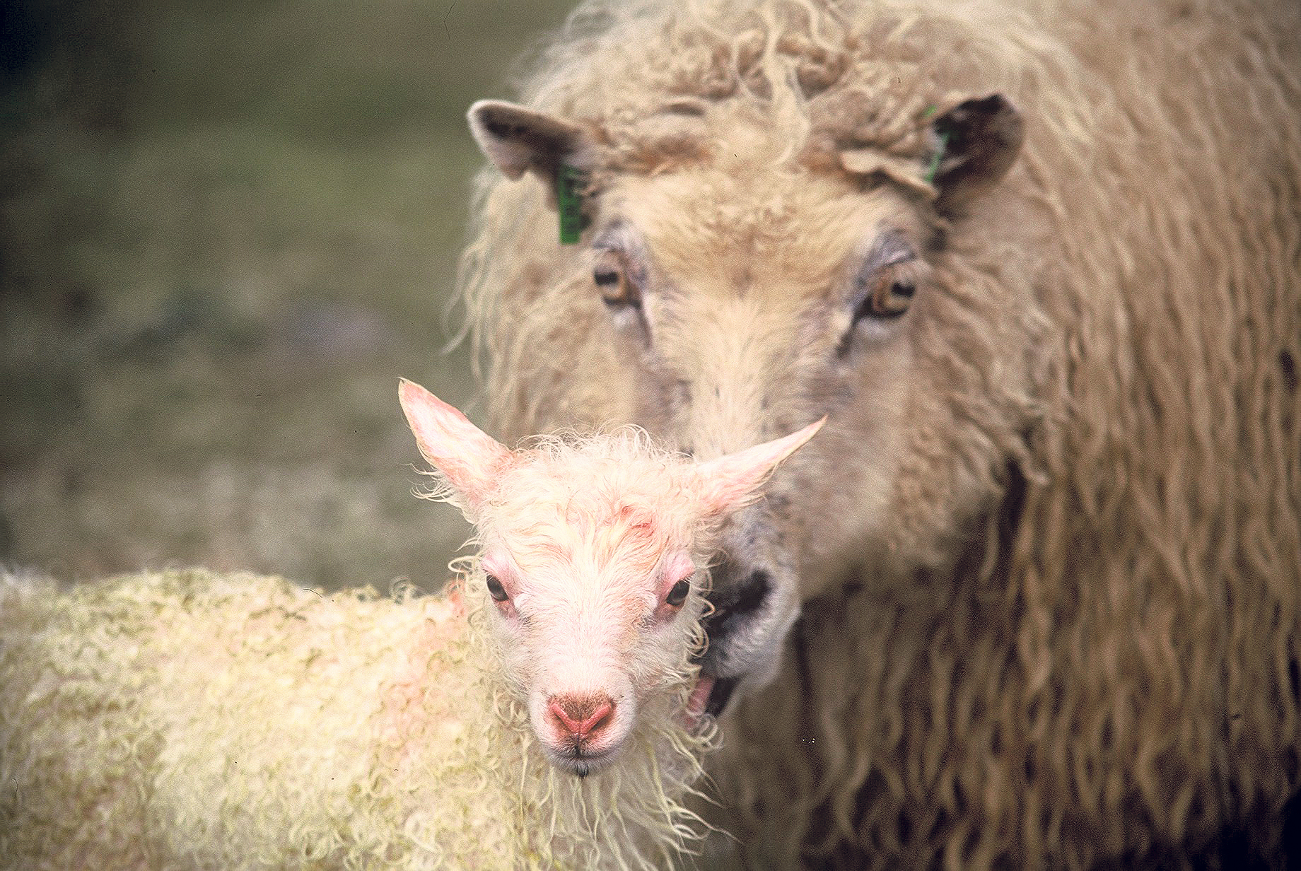 Rúmlega 11.341 ærgildi verður að óbreyttu fellt niður um áramót