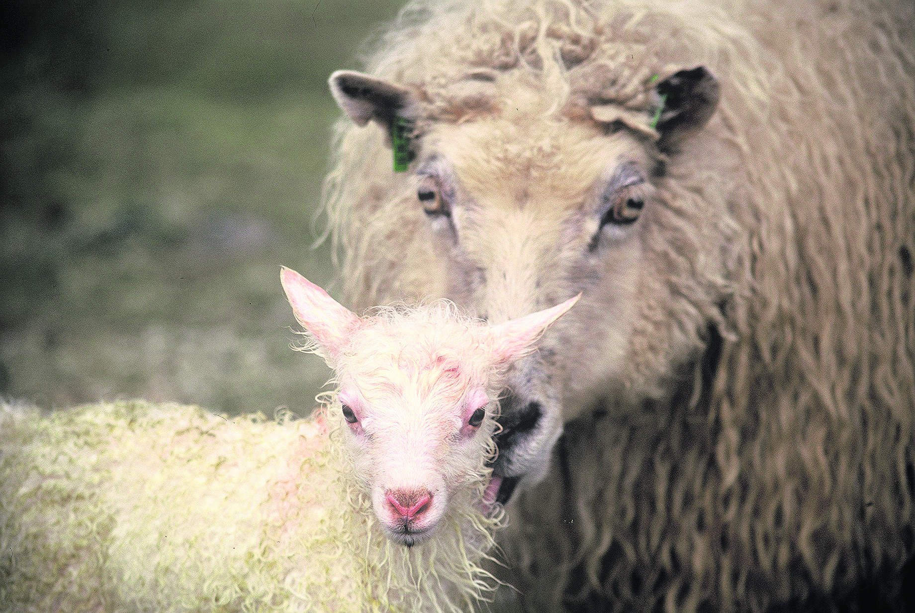 Útilokar ekki að um smitsjúkdóm geti verið að ræða