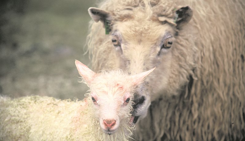 Útilokar ekki að um smitsjúkdóm geti verið að ræða