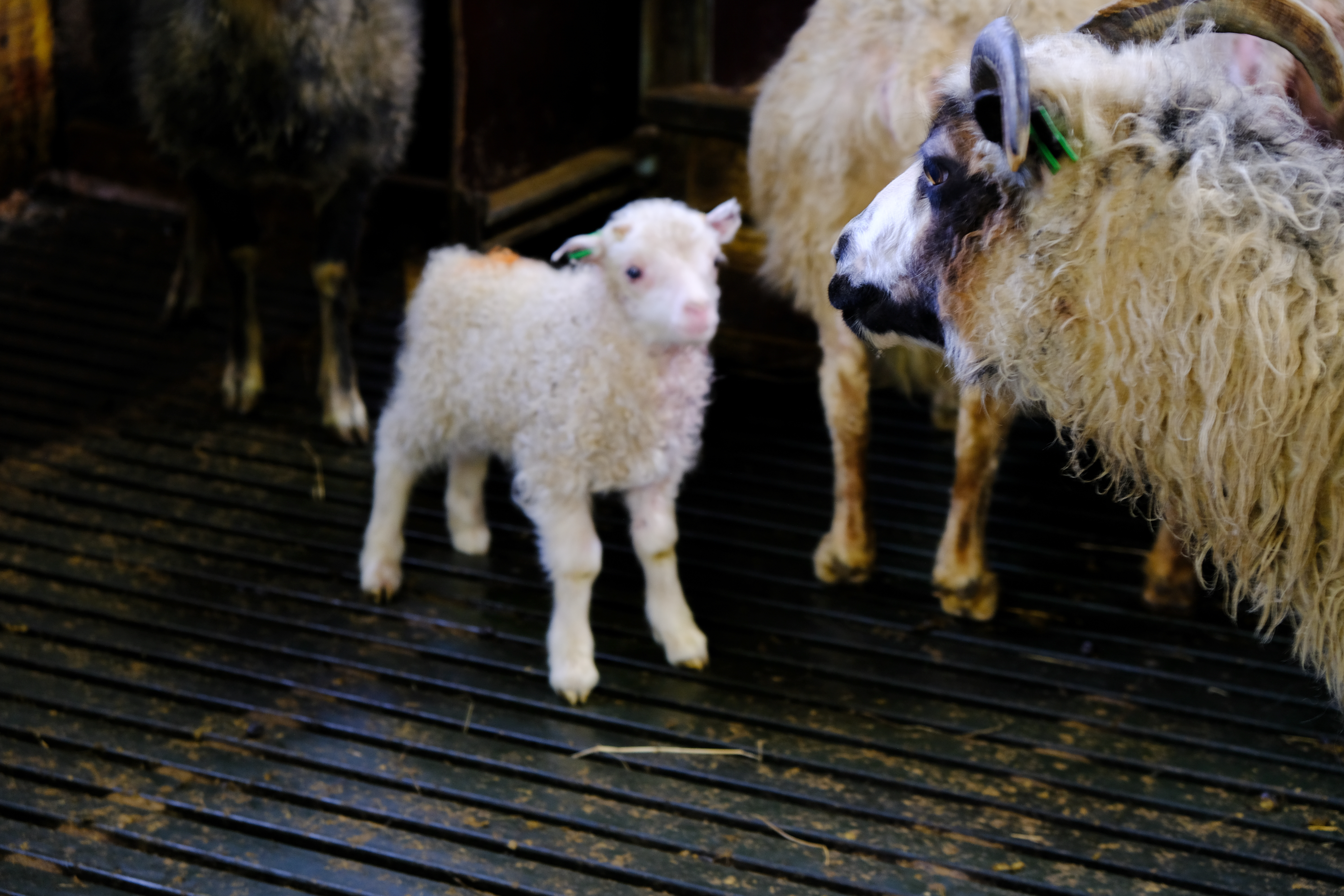 Sauðfjárbúum með beingreiðslur fækkaði um 53